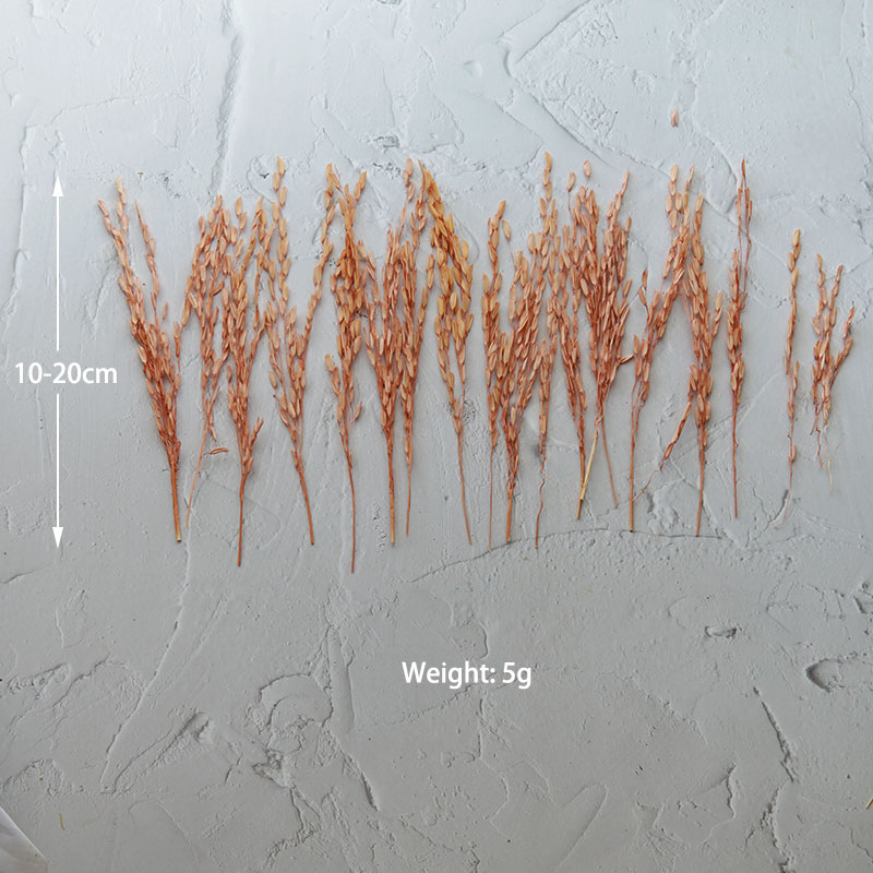 5g/Broomcorn Dyed Dried Nature - Candle Making Uk recension och pris